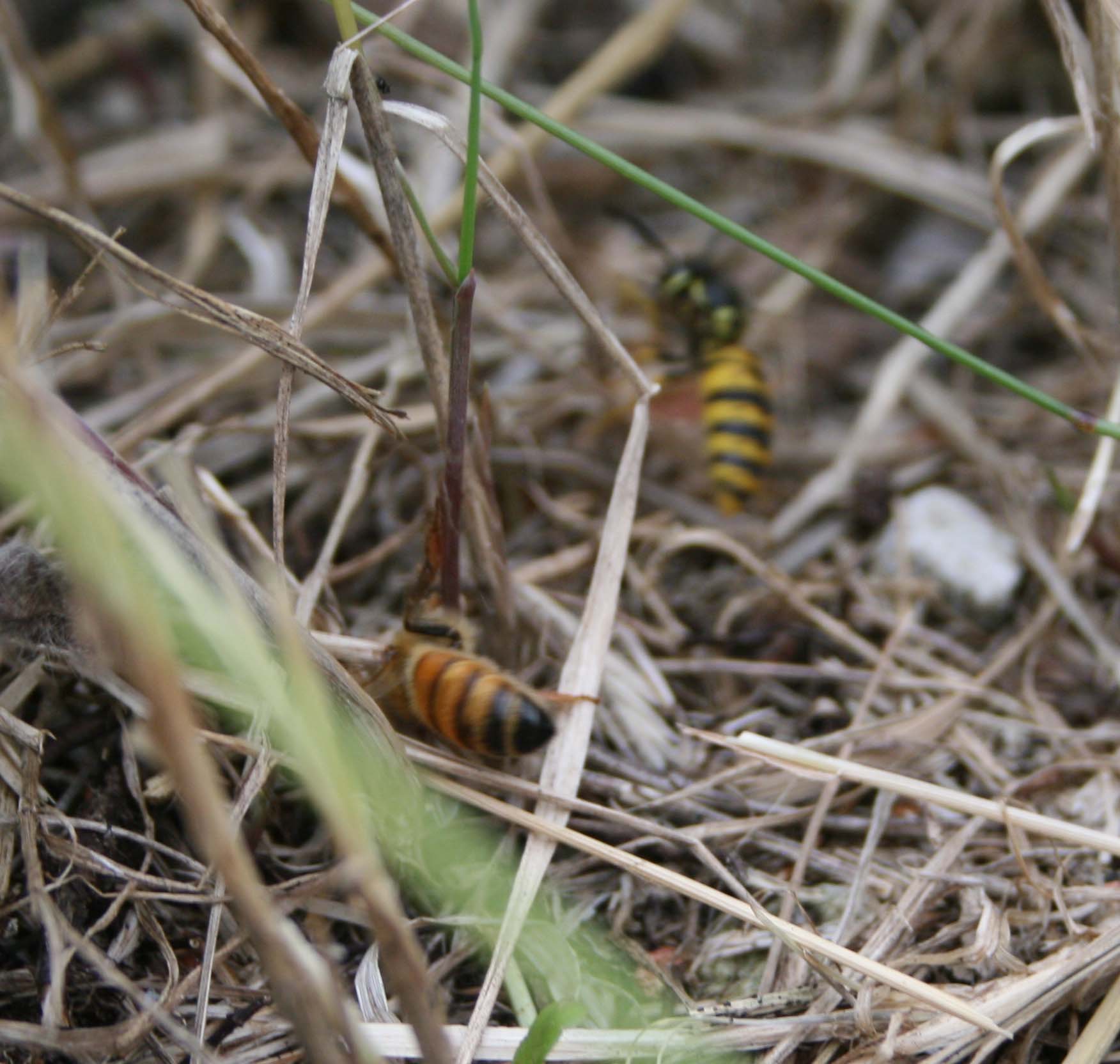 wasps-attacking-bees 093a.jpg